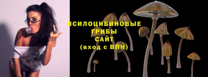 Псилоцибиновые грибы Psilocybine cubensis  где можно купить   Шарыпово 